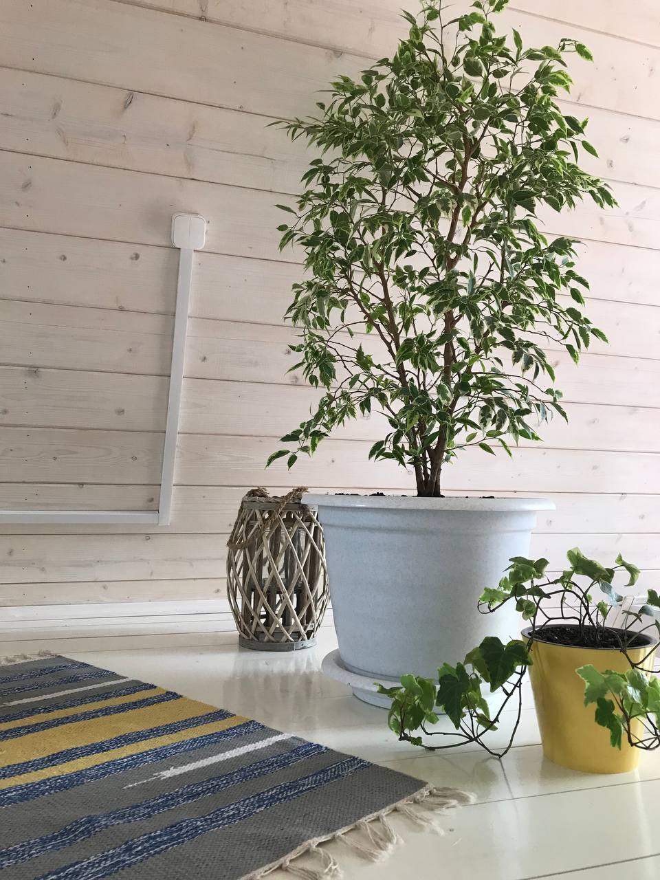 Фото Чик-чирик