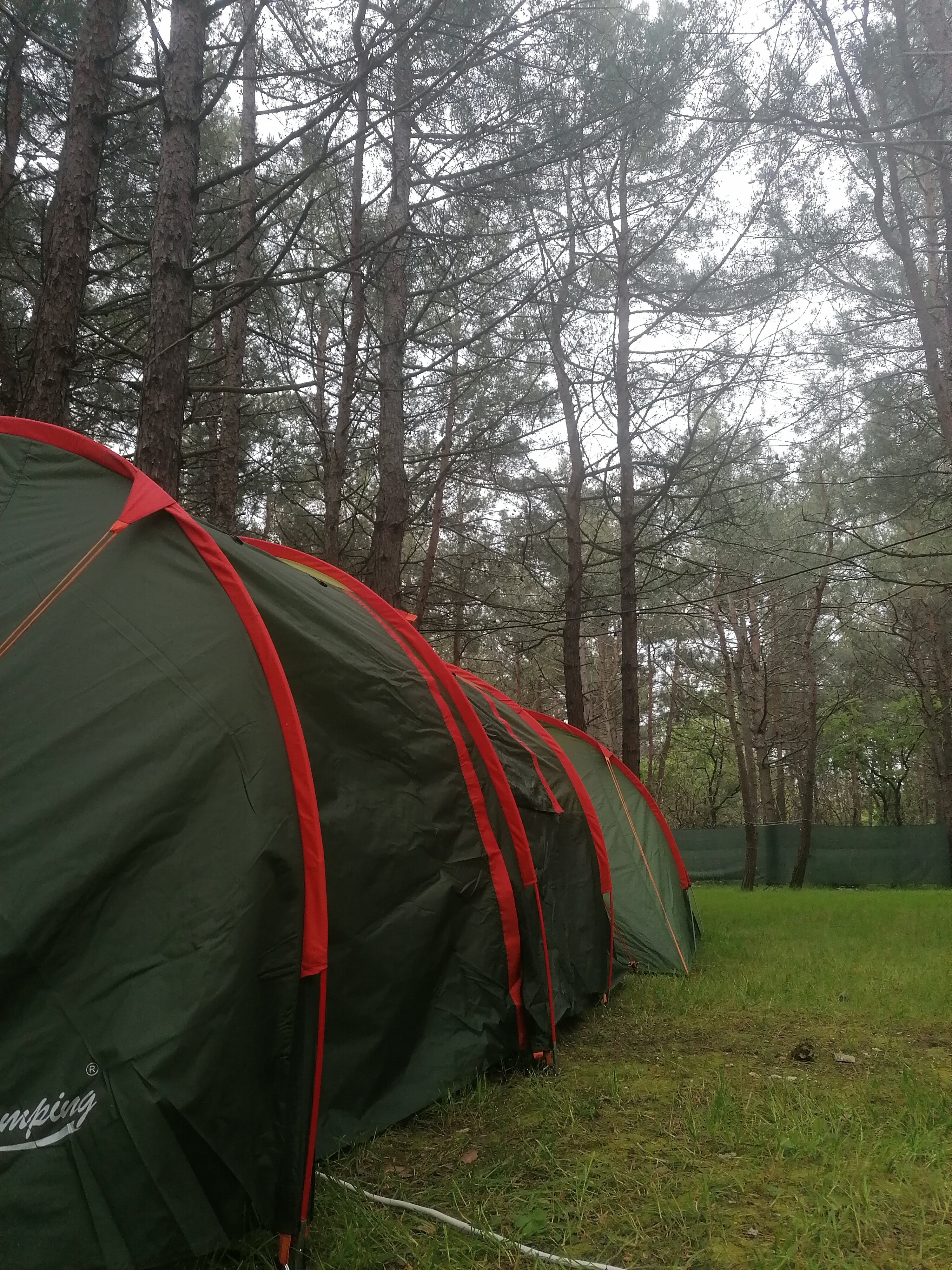 Фото Под соснами