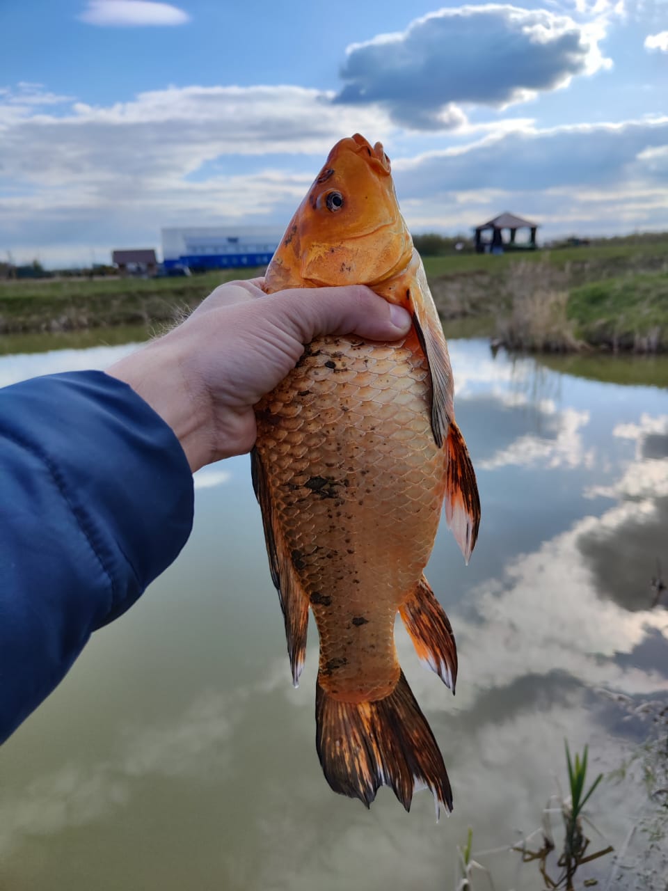 Фото Лисицкий парк