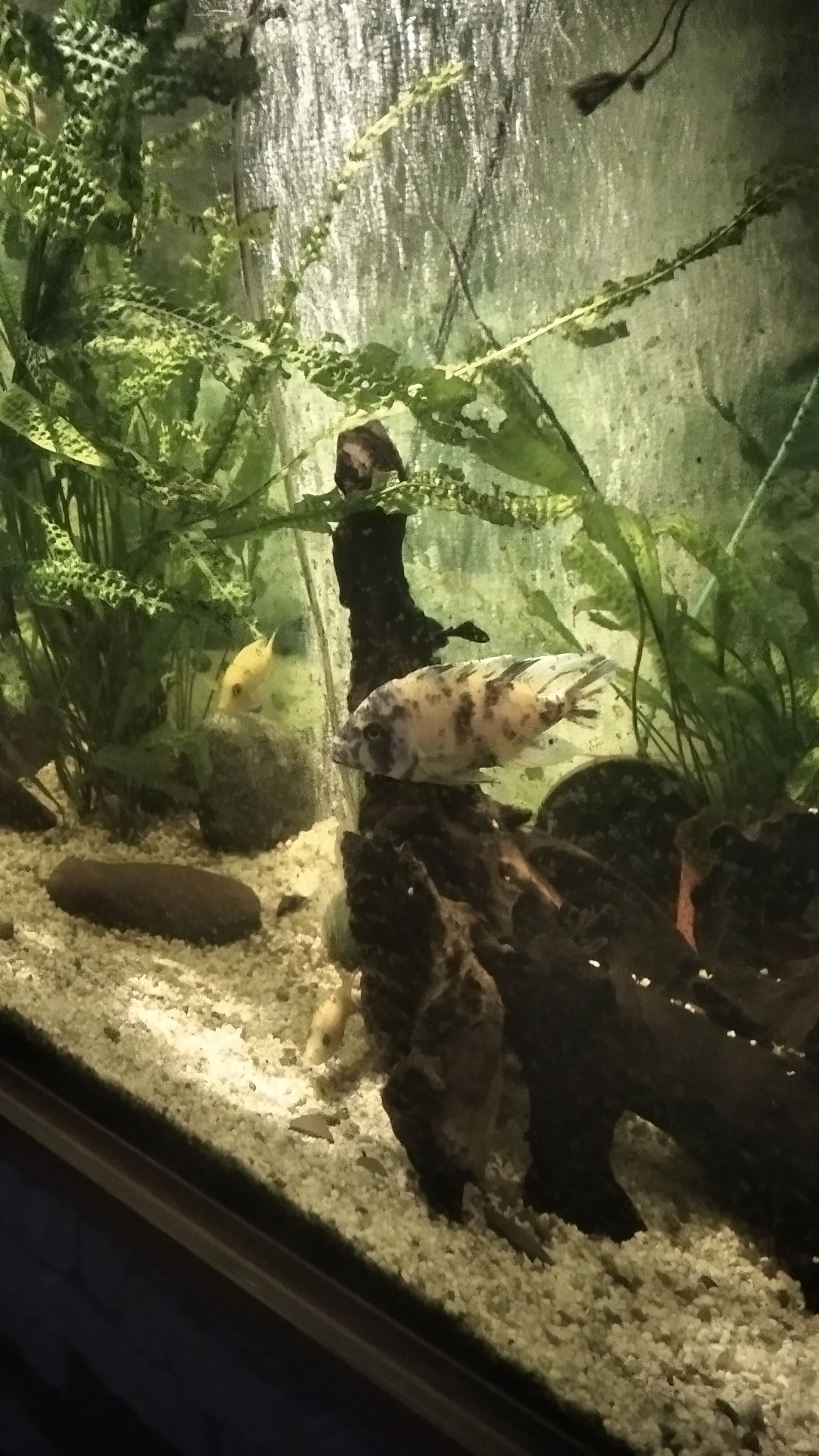 Фото Аравана