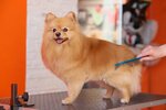Orange groom (Chelyuskina Street, 4), pet salon