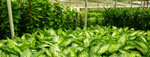 Grass Roots Trading LLC (232, Naif Street, Deira, Dubai), agricultural machinery, equipment