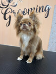 Модный хвост (Kalinina Street, 9), pet salon