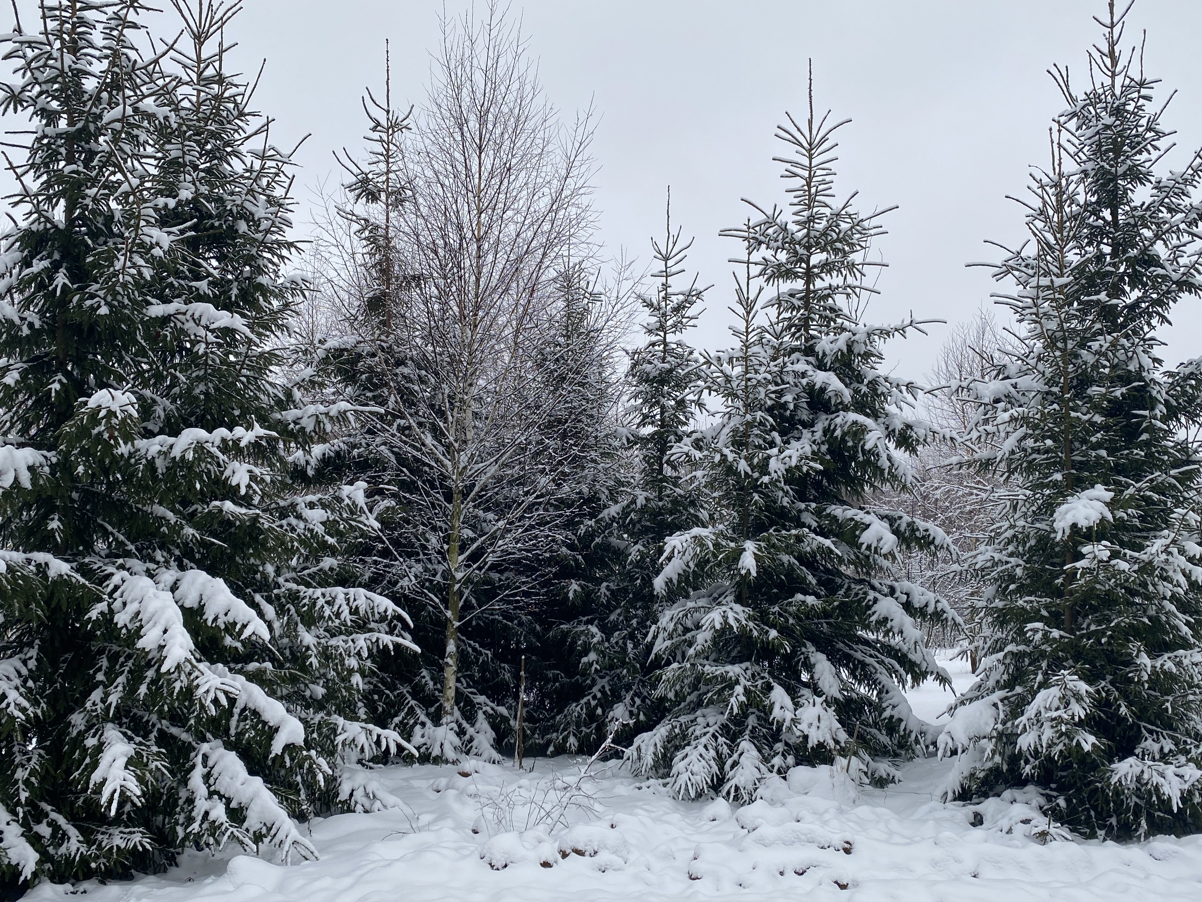 Фото Rodioncevo Eco Village