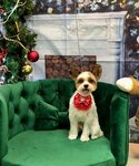 Lapa Moya (Rudnyovka Street, 16), pet salon