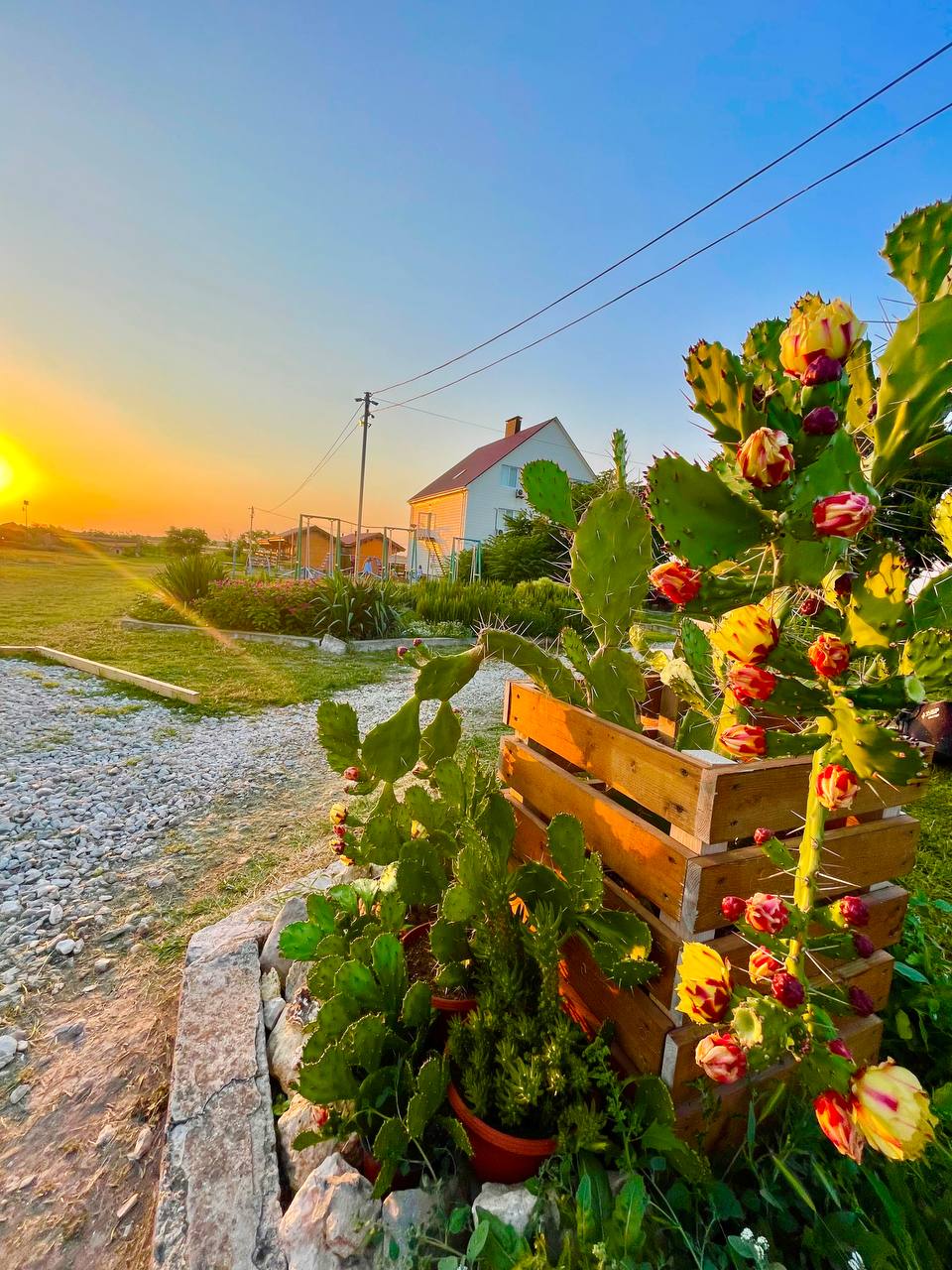 Фото Кактус