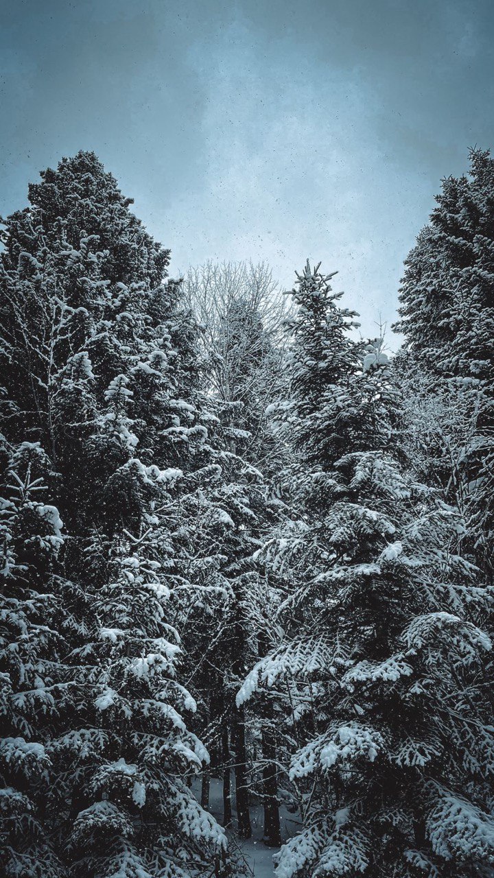 Фото Авалон