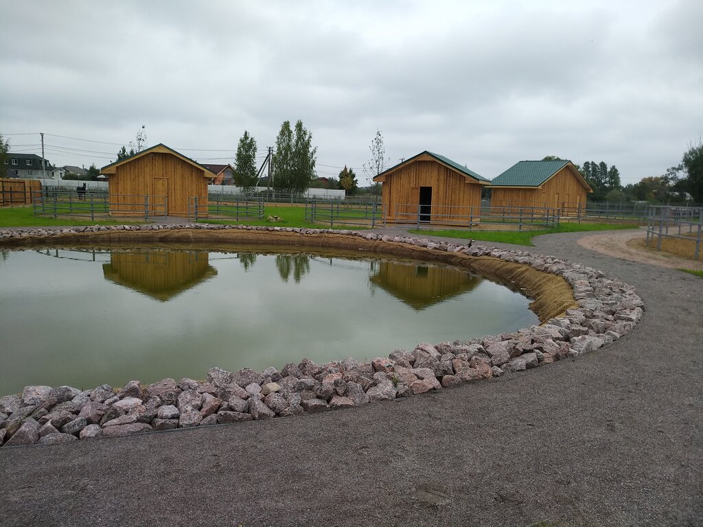 Horse riding Novopolye, Saint‑Petersburg and Leningrad Oblast, photo