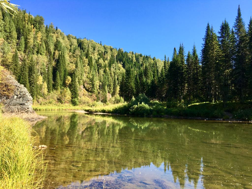 Фото Золотая сова