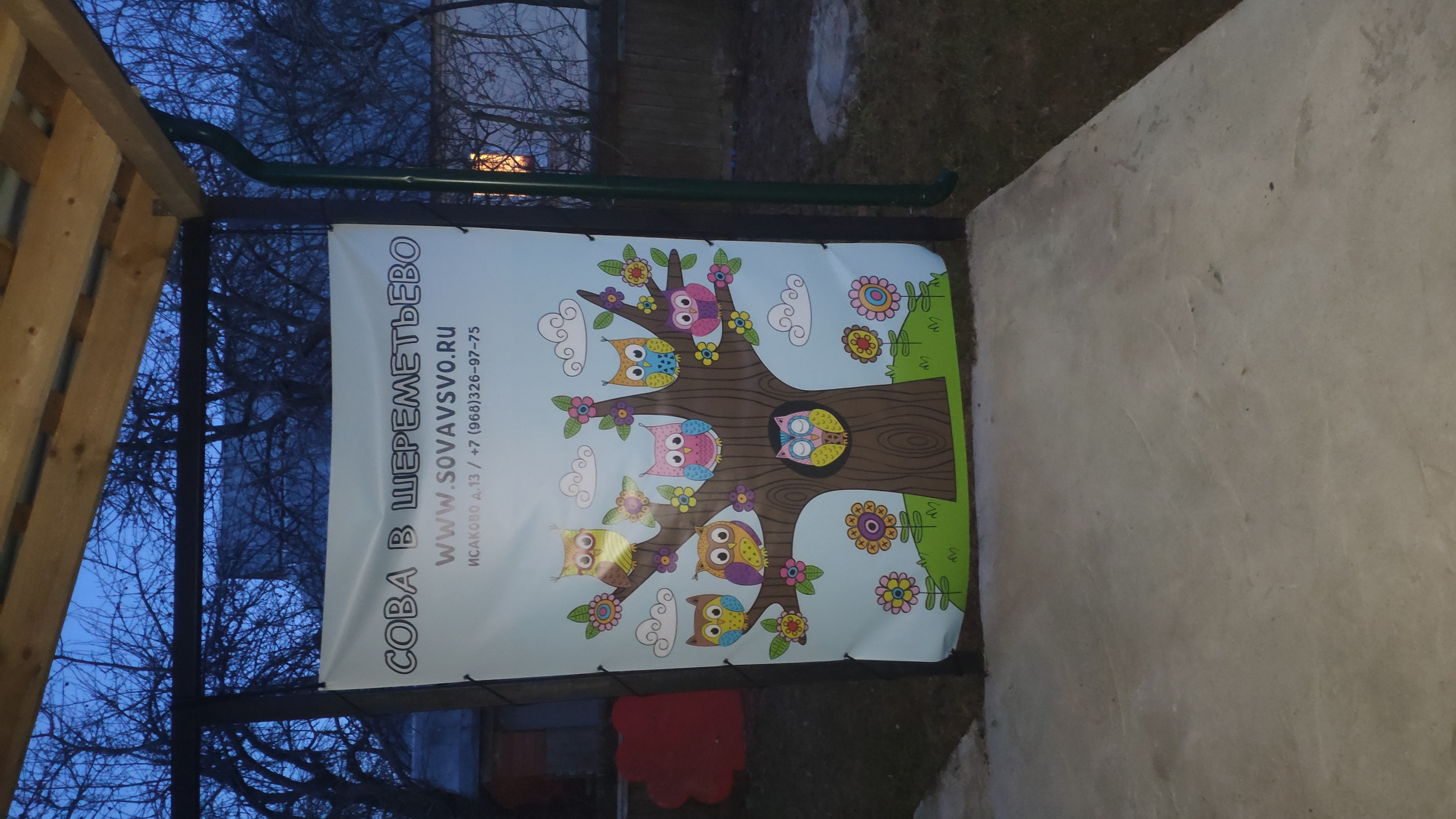 Фото Сова в Шереметьево