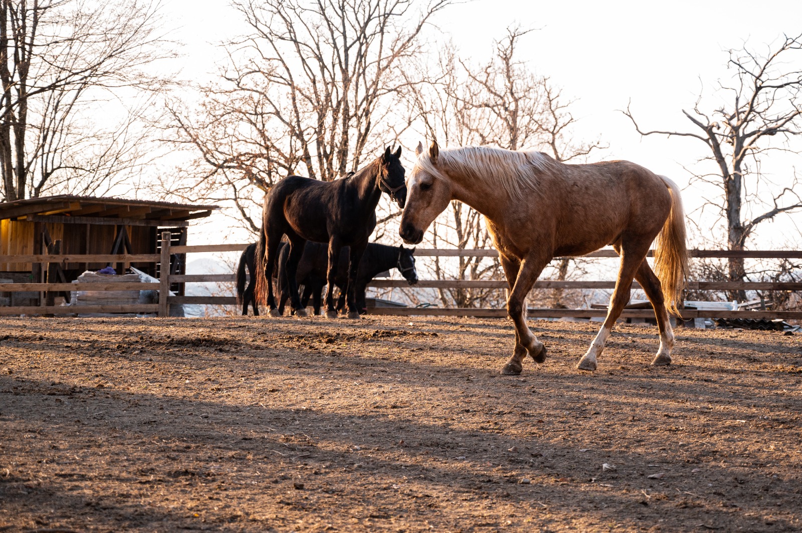 Фото Фазенда Огни Сочи
