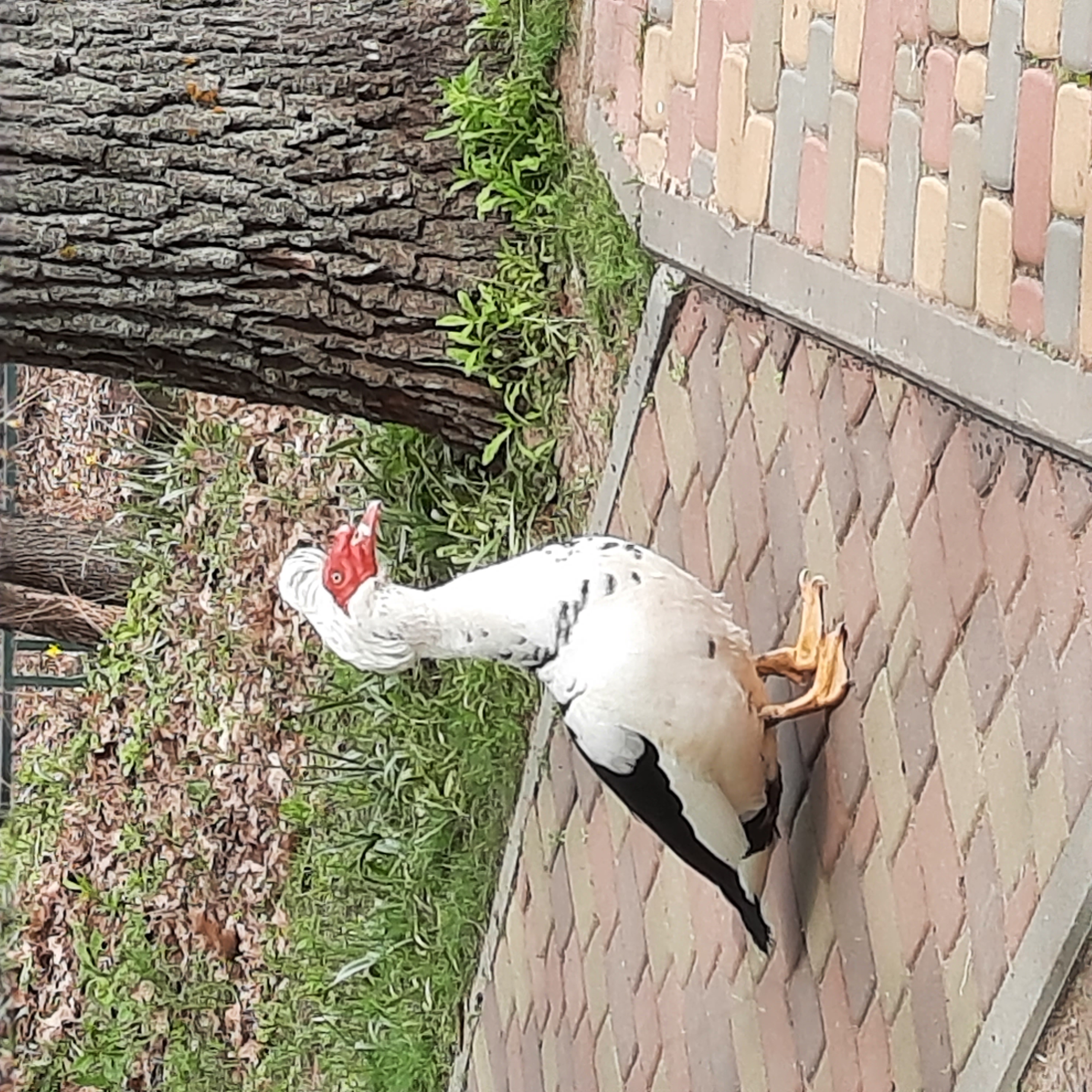 Фото Дубровский