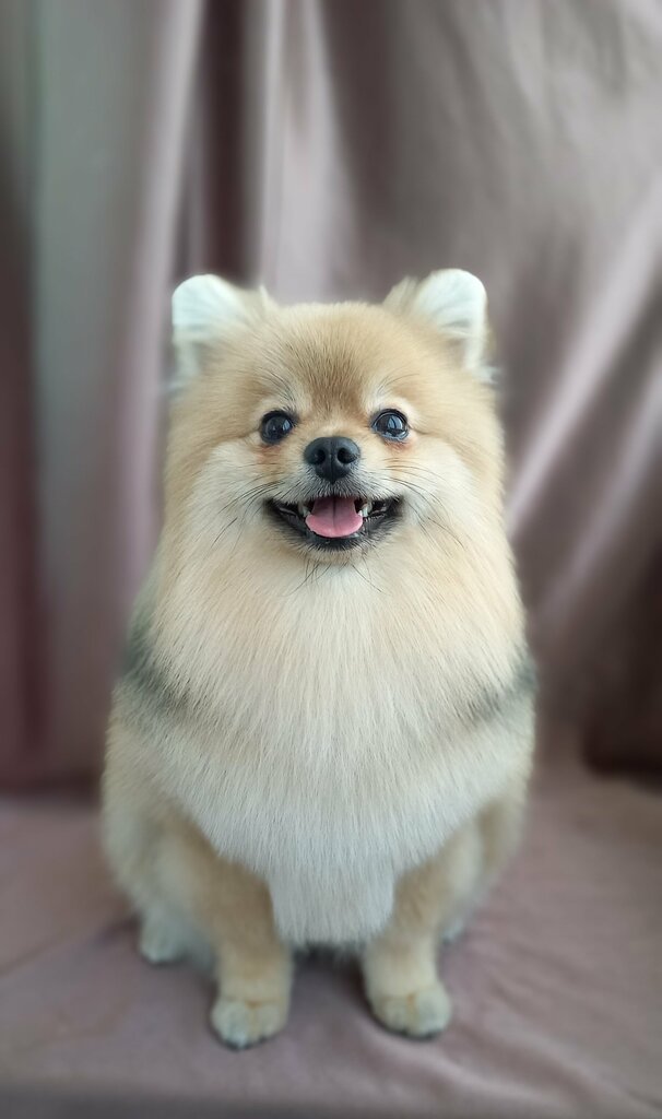 Salón de mascota, peluquería de animales Stilnyye Pricheski parikmakherskaya ChTUP Biosferamediks, , foto