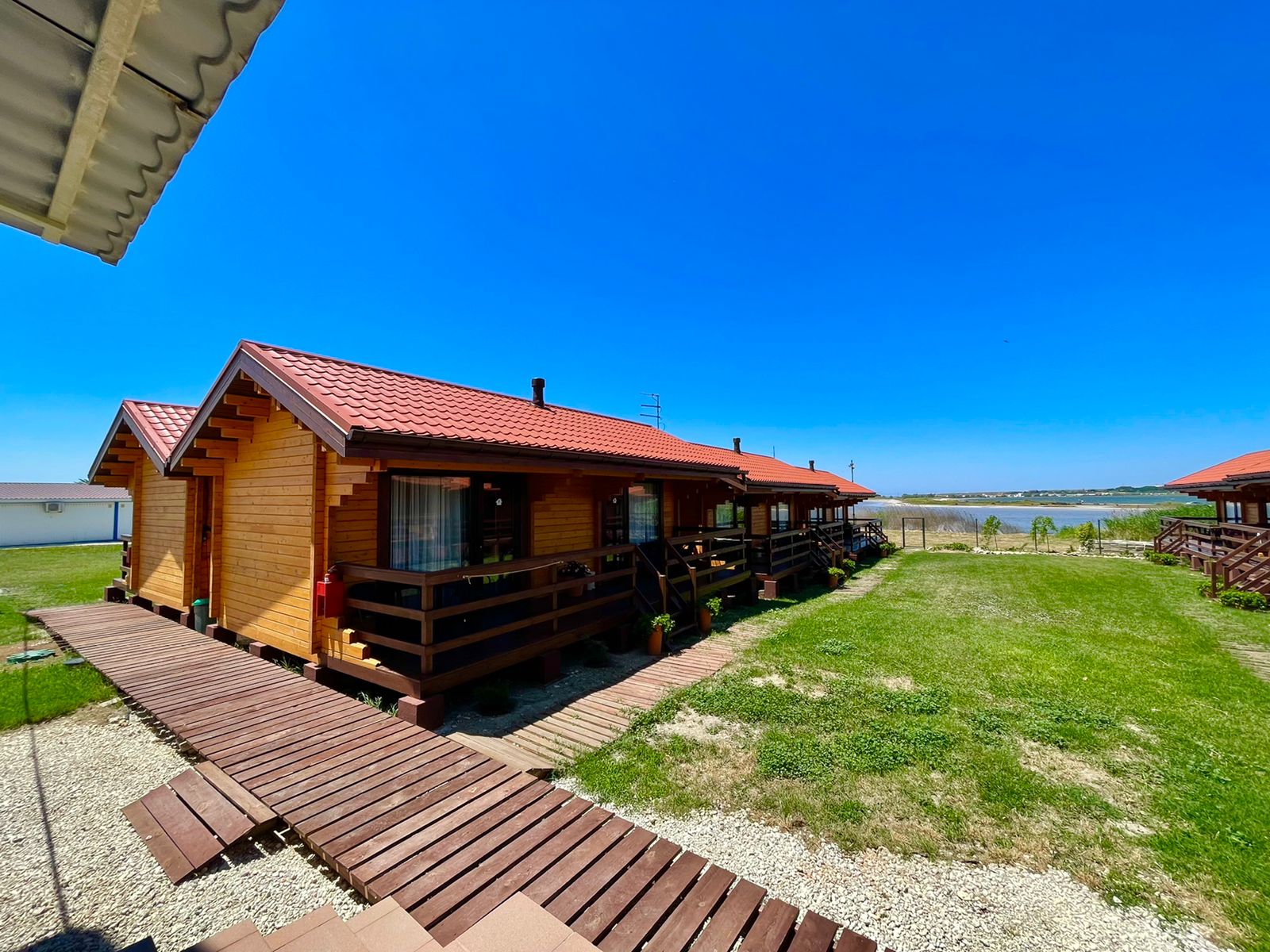 Фото Кактус