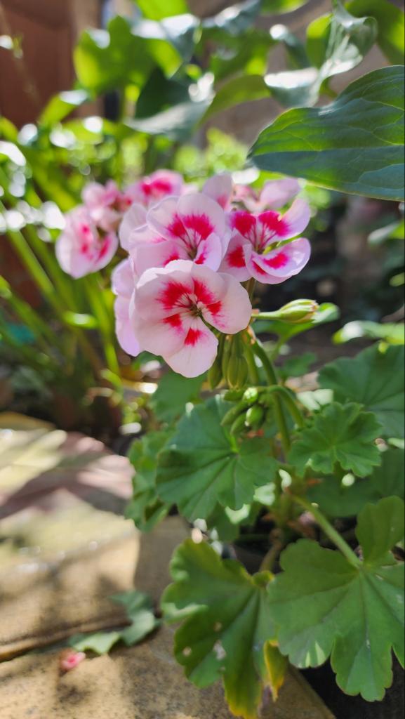 Фото Хижина Счастья