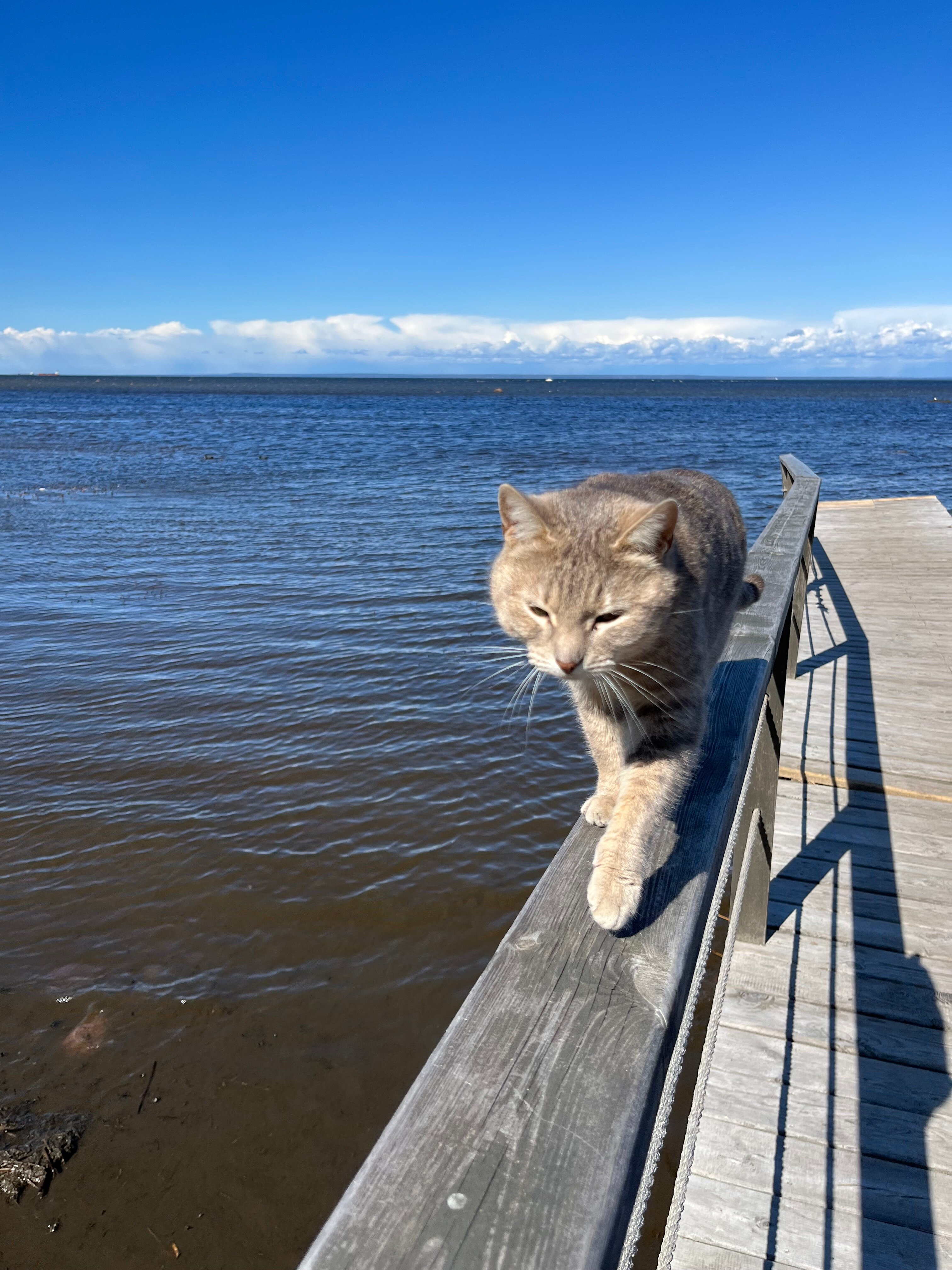 Фото Янтарный Берег