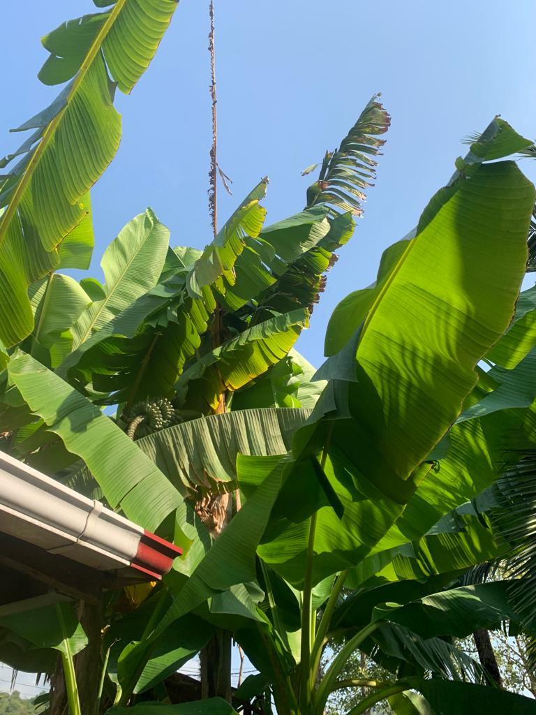 Фото Форелька