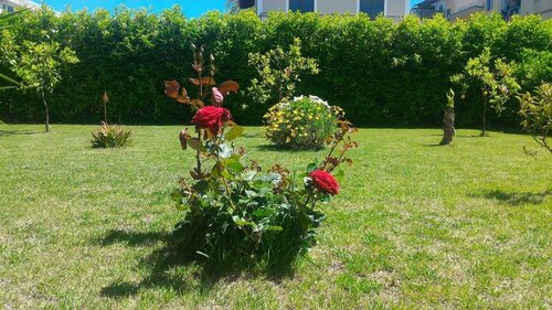 Гостиница B&b Villa Rosa