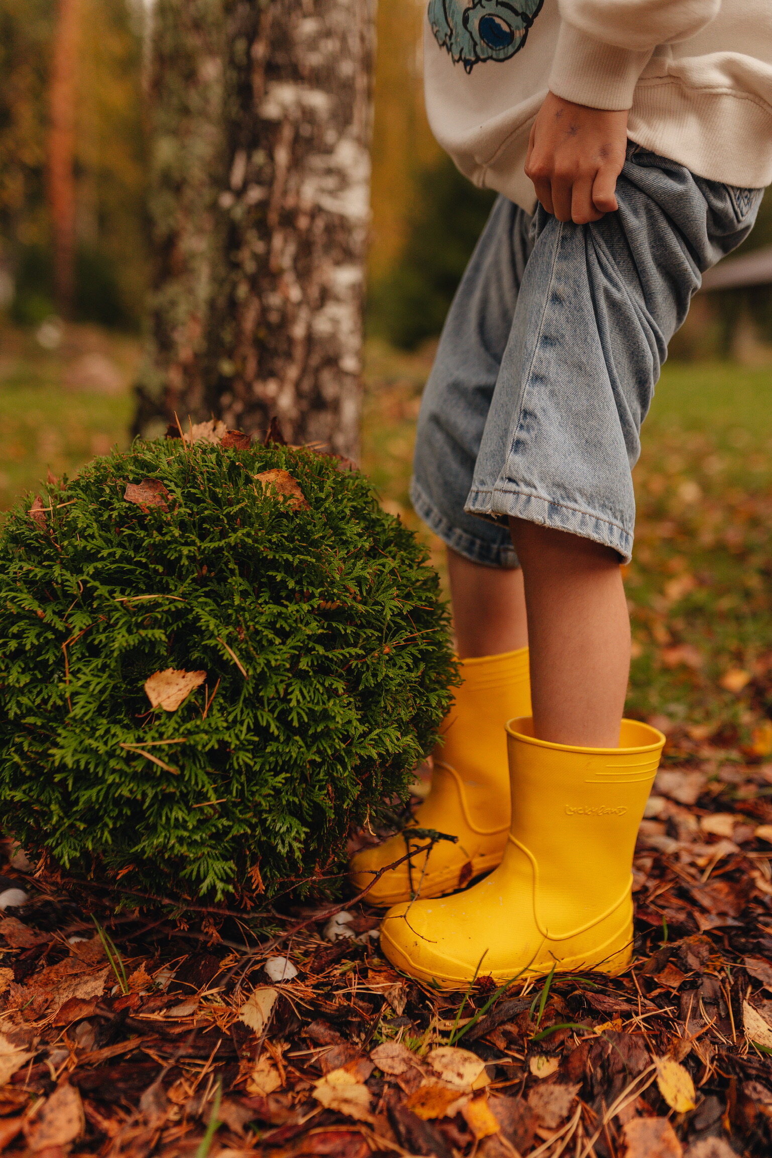 Фото Волшебный лес