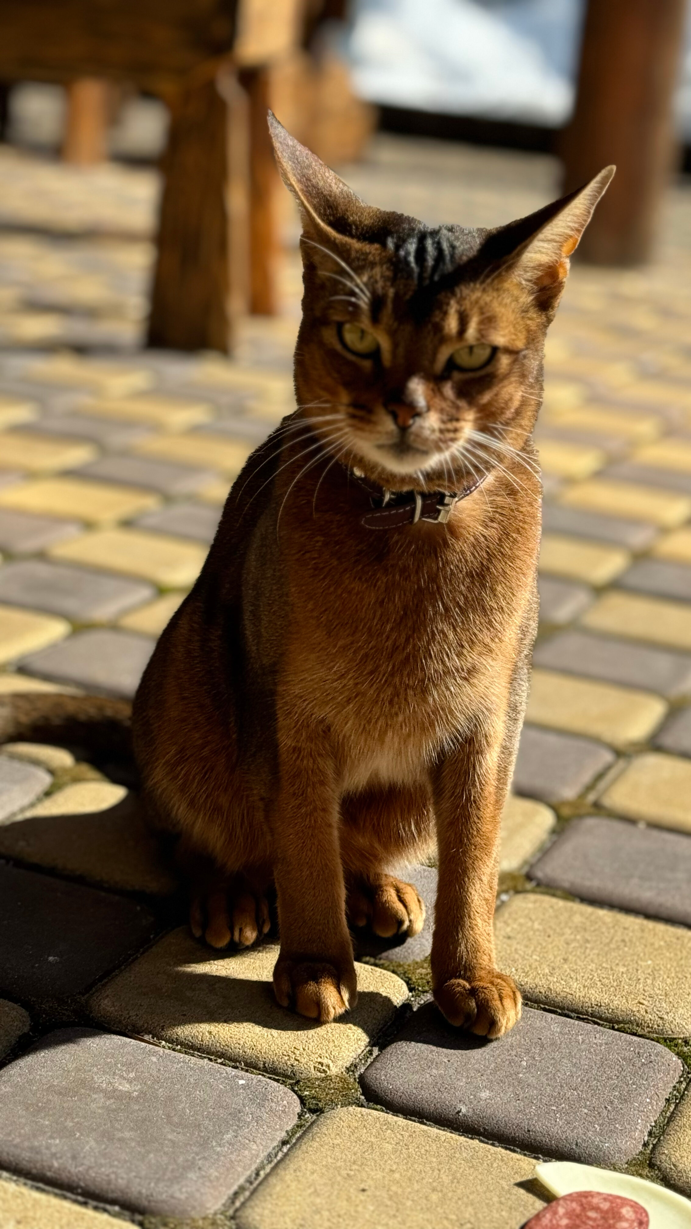 Фото Таурух