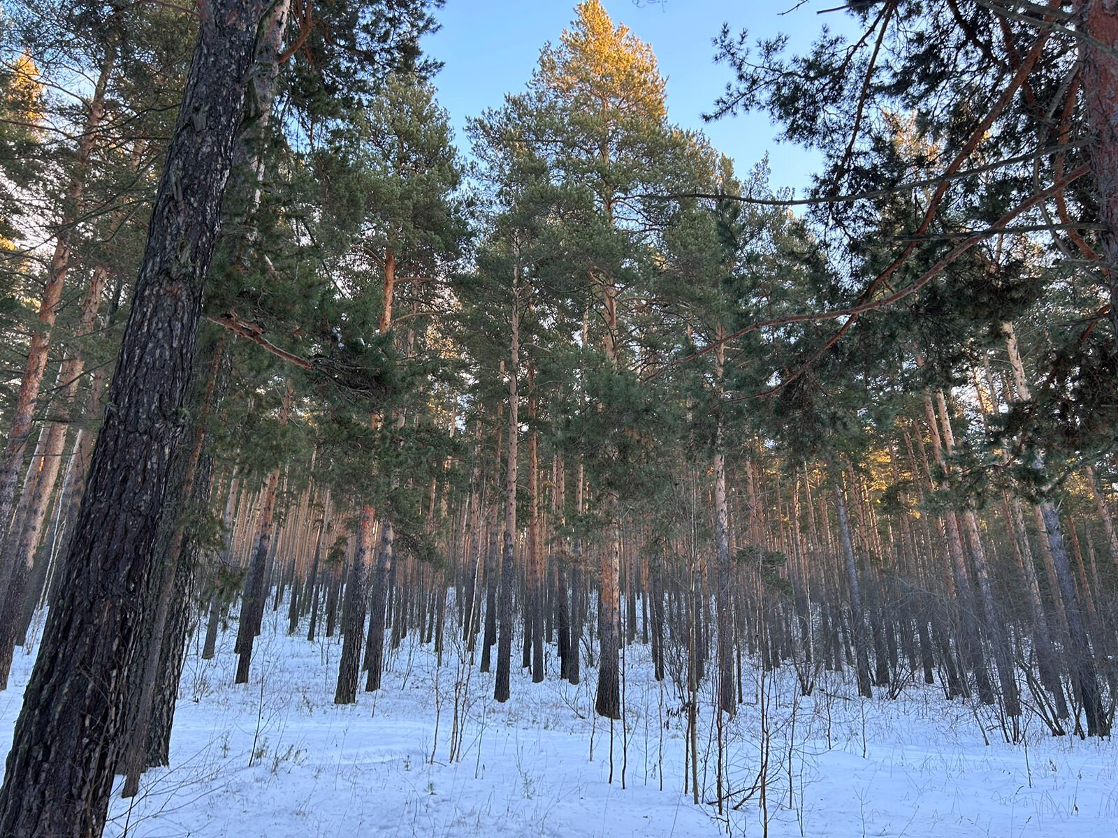 Фото Дом в лесу