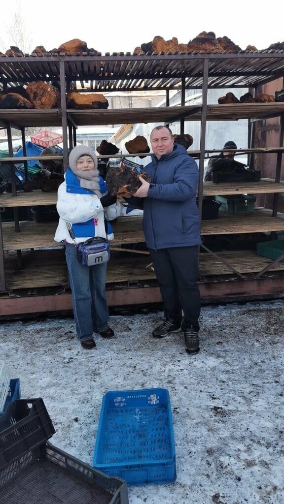 Выращивание и продажа грибов Пункт приема чаги, Вологда, фото