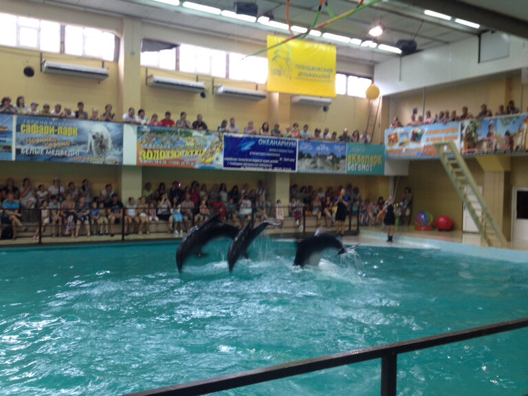 Dolphinarium Gelendzhik Dolphinarium, Gelendgik, photo