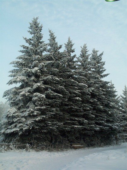 Park Botanic Garden of the Irkutsk State University, Irkutsk, photo