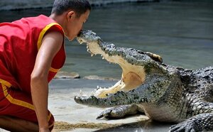 Circus Crocodile World № 1 Porosus, Chalong, photo
