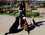 United Dogs (Saint Petersburg, Udarnikov Avenue, 41к1), parque para perros