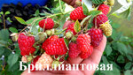 Semenagrad (Mikhaylovskaya Sloboda Village, 251), seed shop
