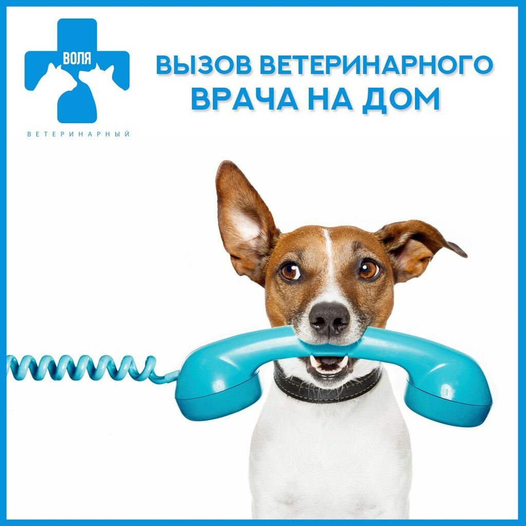 Как правильно подготовиться к визиту ветеринара на дом