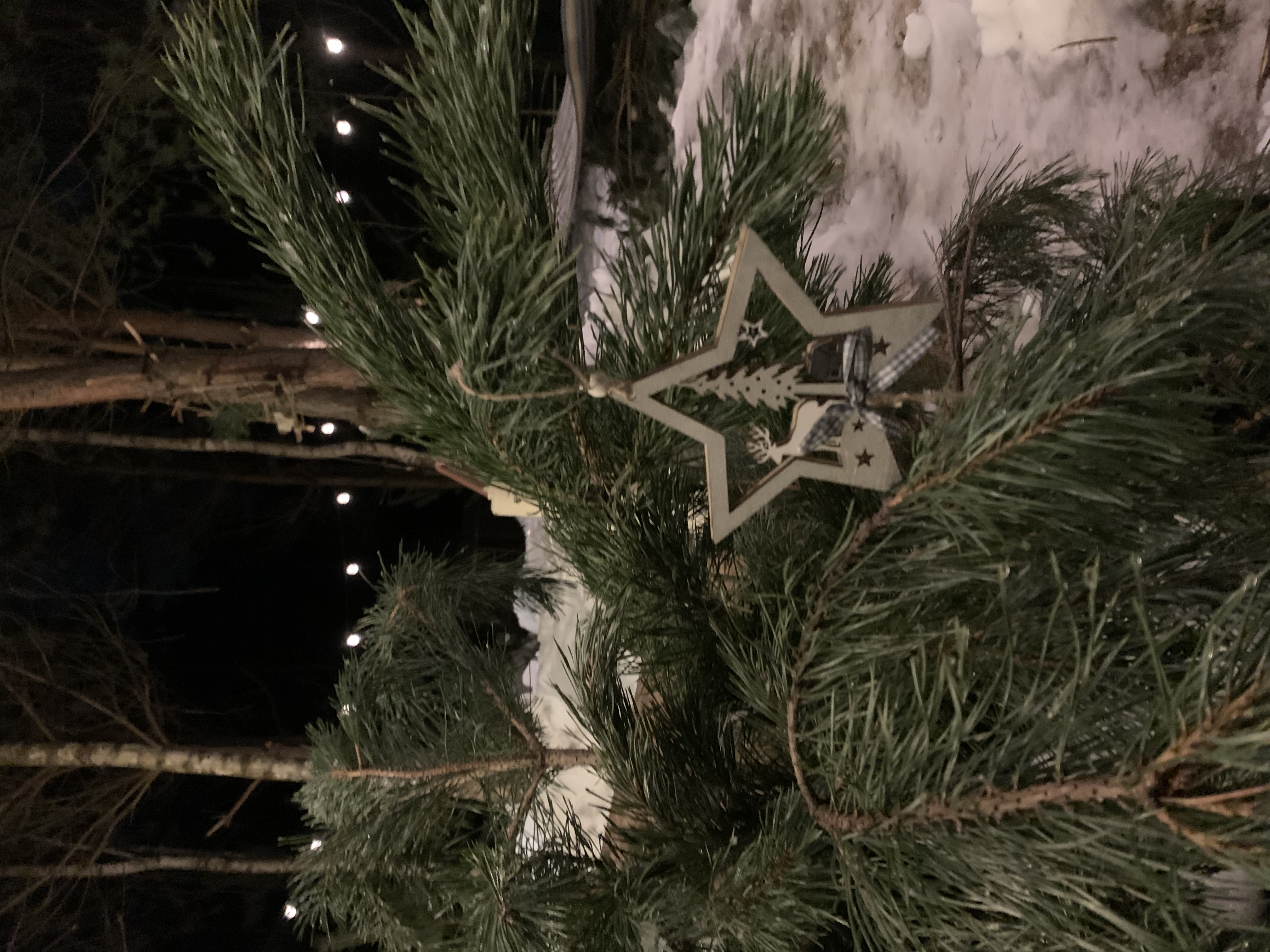 Фото TinyDacha можжевельник