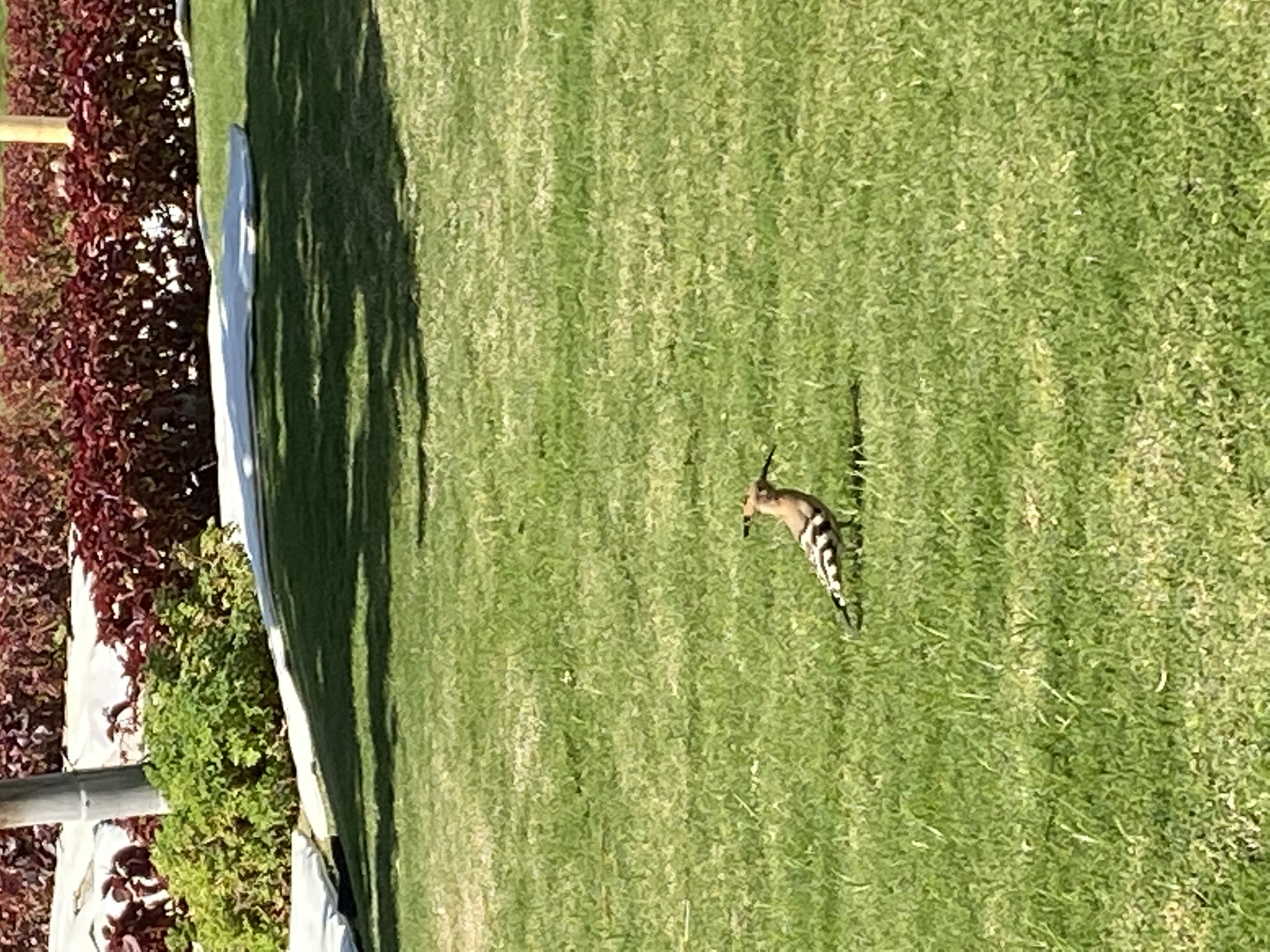 Фото Barceló Tiran Sharm