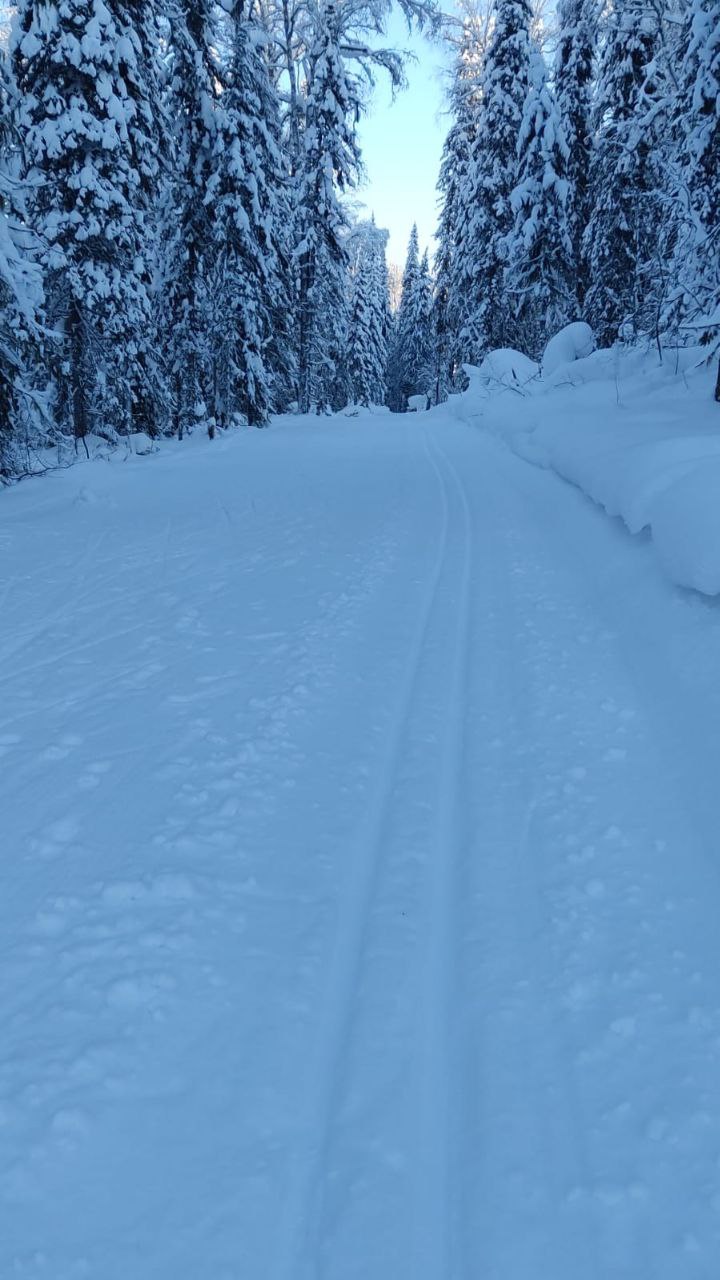 Фото Золотая сова