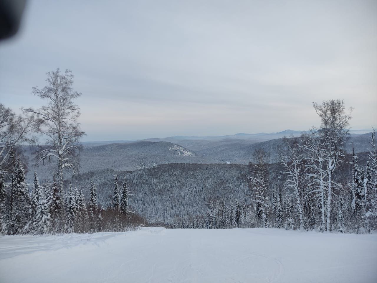 Фото Золотая сова