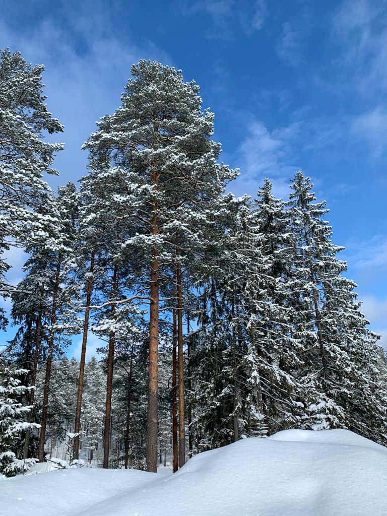 Фото Гринвальд Парк Скандинавия