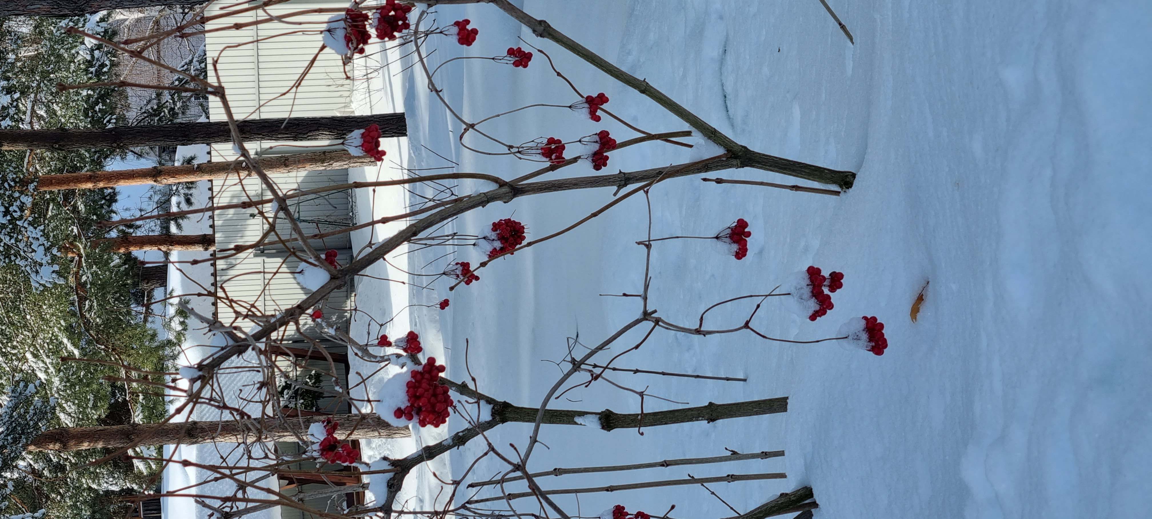 Фото Дом под соснами