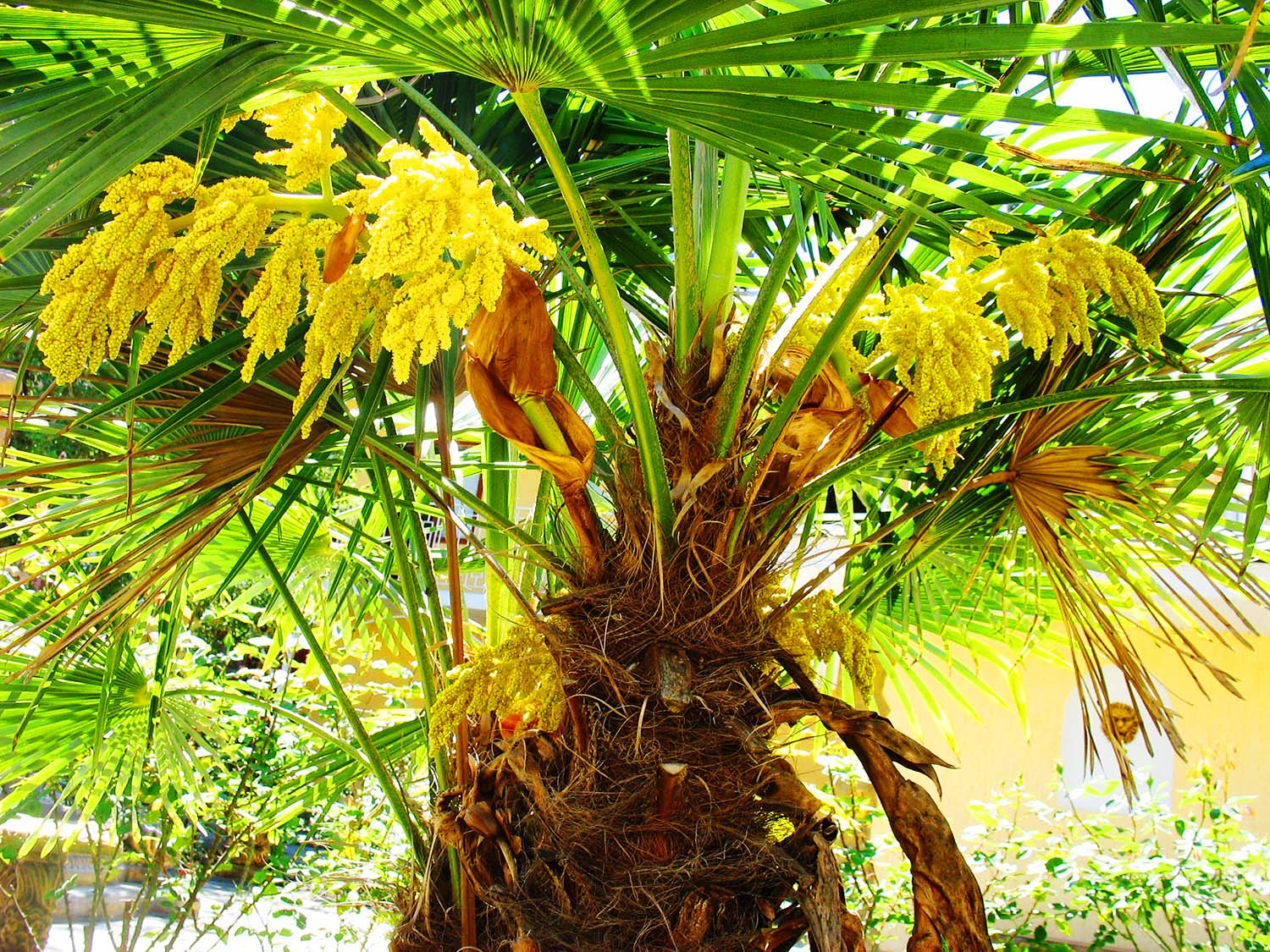 Фото Пансионат Орхидея