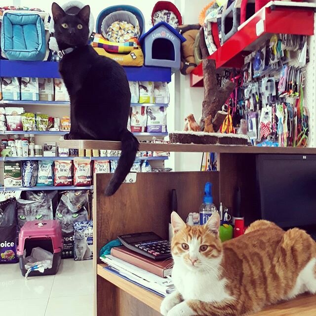 Veterinary clinic Sakarya Venus Veterinary Clinic, Serdivan, photo