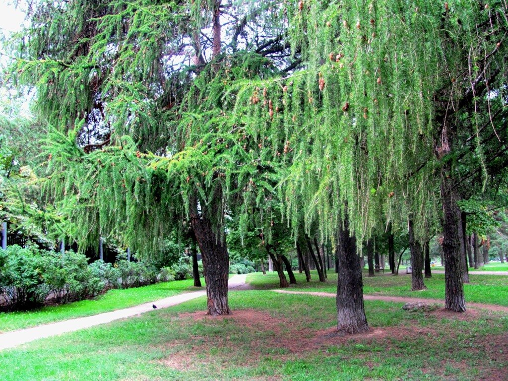 Аршиновский парк в москве карта