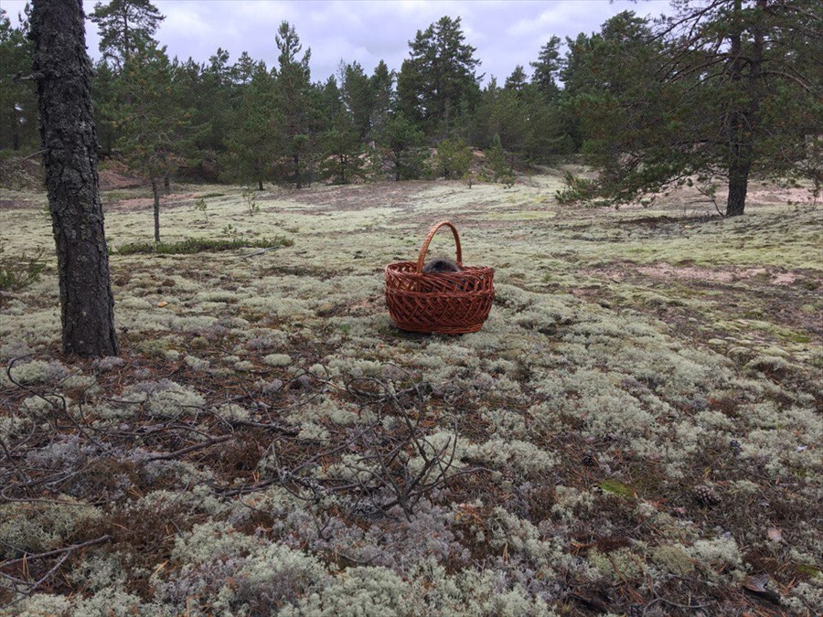 Фото Алавойне