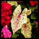 Trochta's (Oklahoma, Oklahoma City), flowers and bouquets delivery