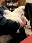 Selena White (Grodnenskaya Street, 10), animal nursery