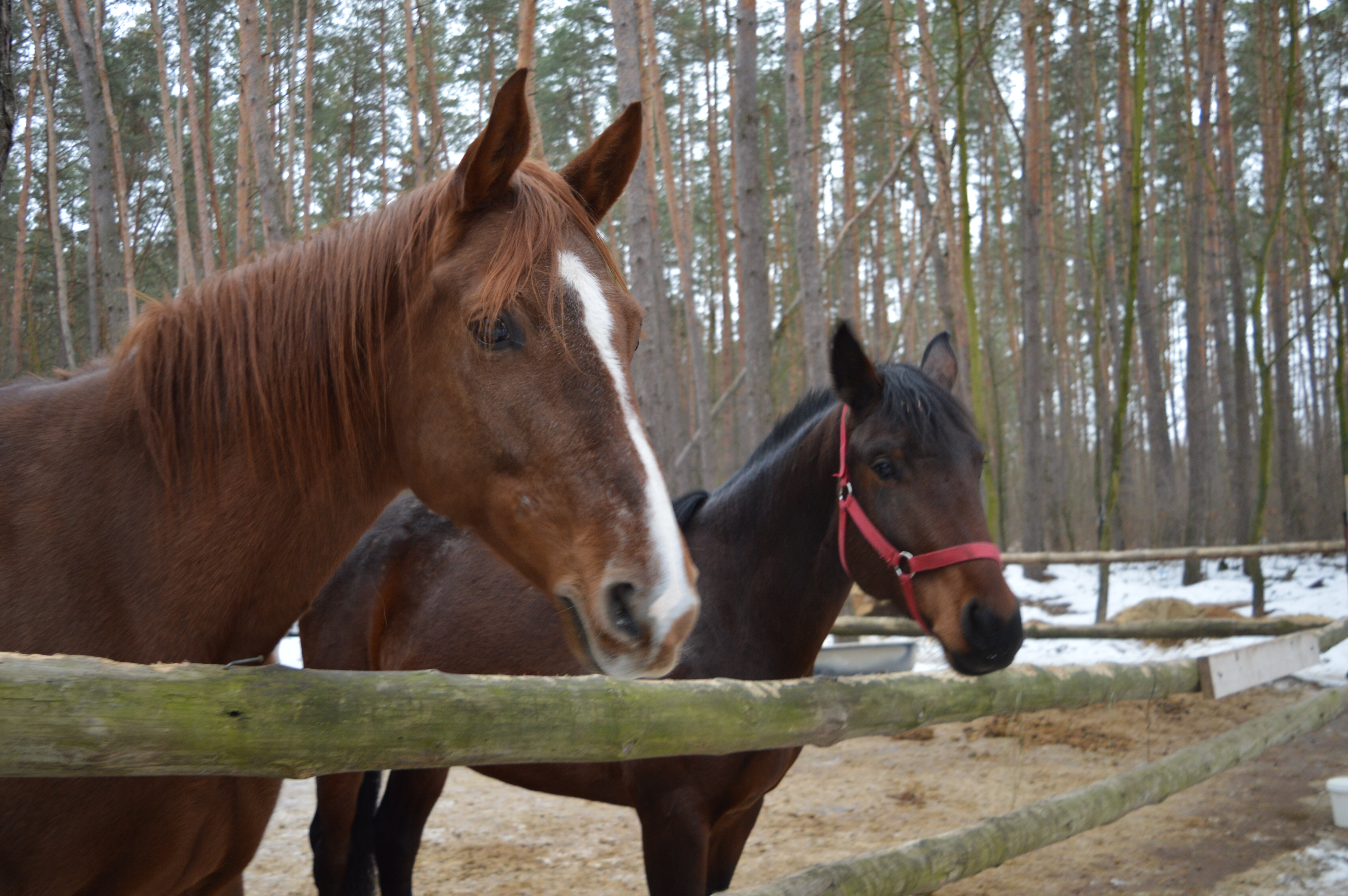 Фото Рахоль