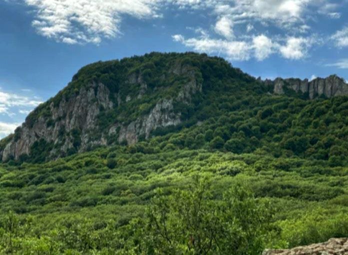 Фото Лесной уголок