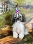 Groom House (Lodygina Street, 4), salón de mascota, peluquería de animales