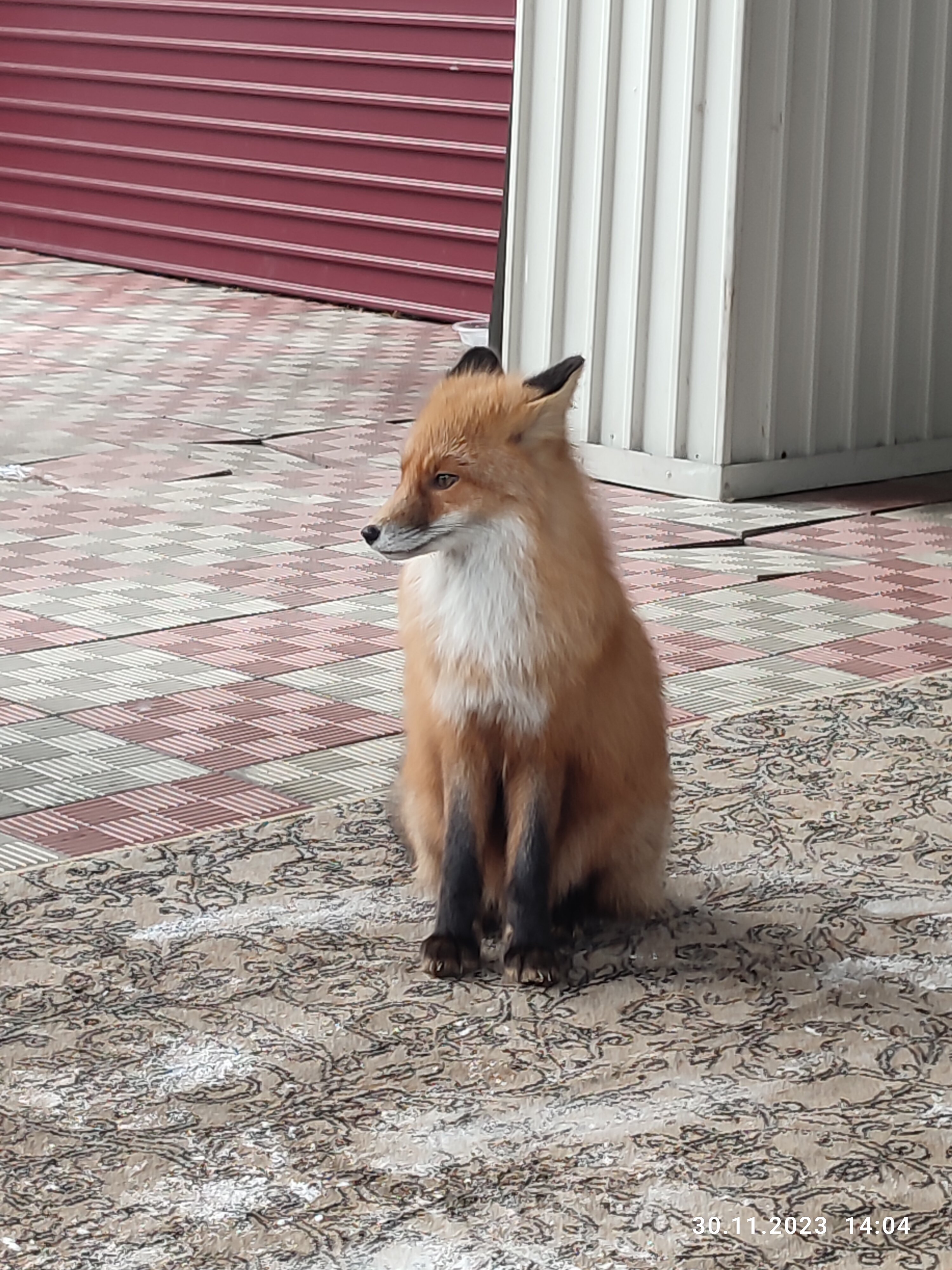 Фото Кедровый бор