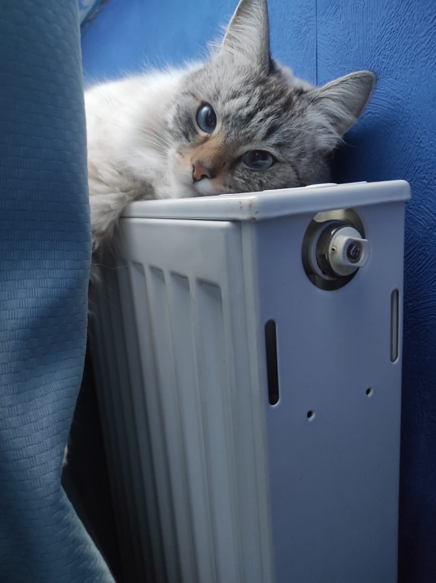 Фото Толстый кот