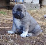 Pitomnik Dombay Ulgen (Vasilyevskiy proyezd, 1Б), animal nursery